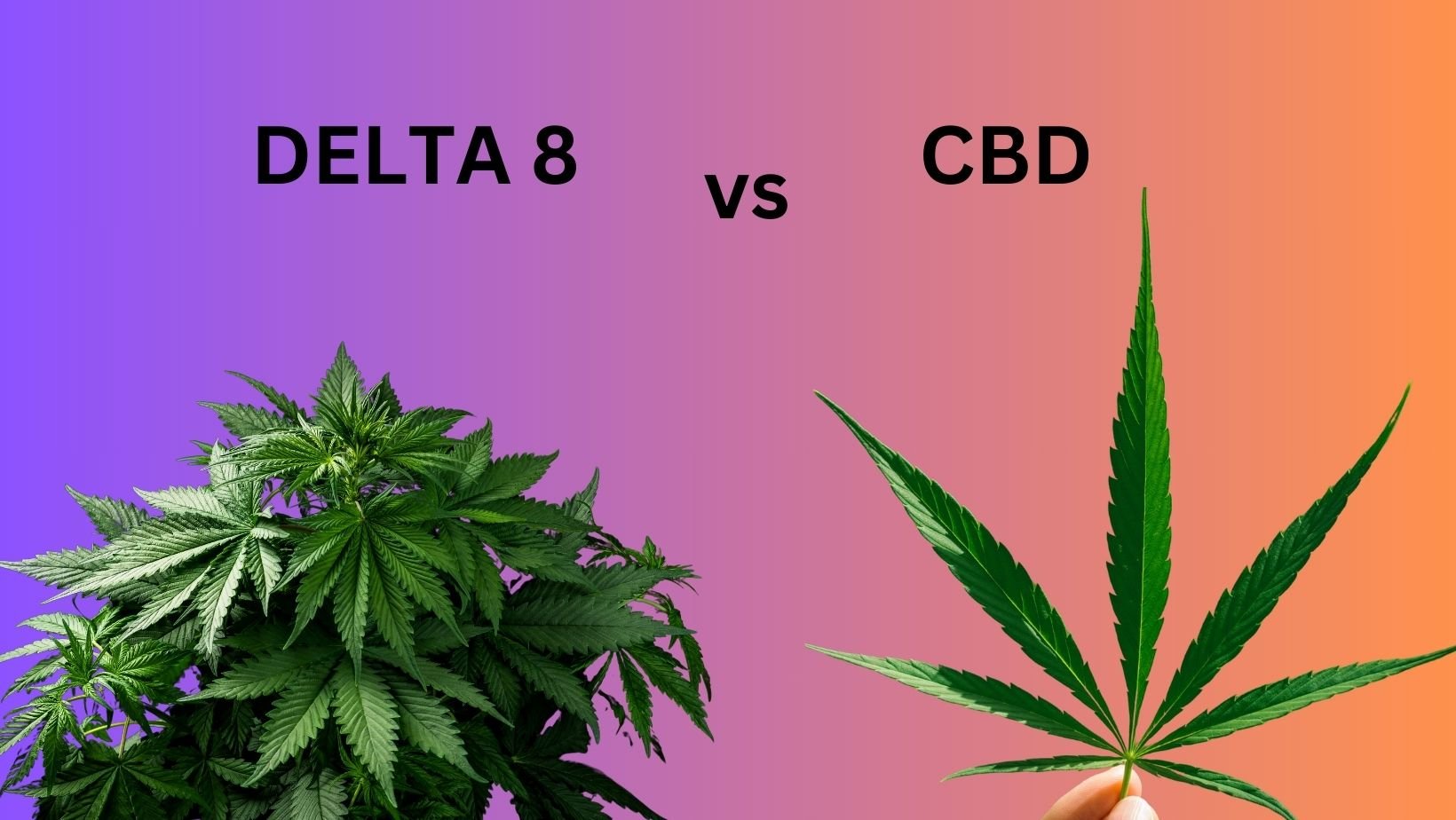 Delta 8 Vs CBD: A Full Breakdown