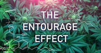 What Is The Entourage Effect?