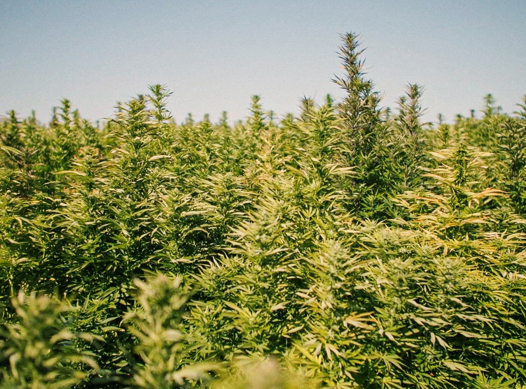 Hemp is sustainably Farmed in Oregon on a fourth-generation family farm.  Hempsi grows their hemp at the 45th parallel, one of the best places to grow hemp, in Central Oregon near the banks of the Deschutes River.